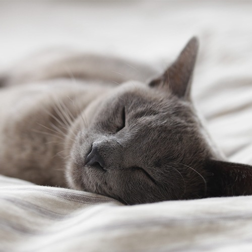 a cat sleeping on a bed at The Marino